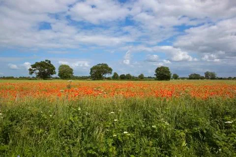 Wayside wildflowers Stock Photos