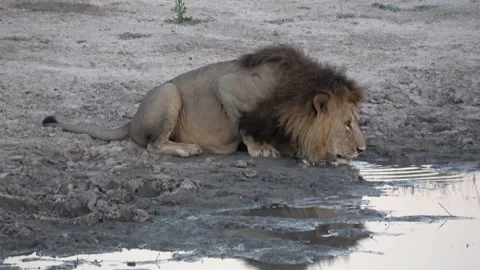 Waziba adjusts hind leg while drinking and scanning — Part 2 库存影片 322992687