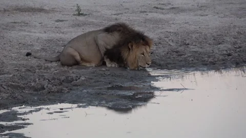 Waziba drinking at the water’s edge in soft light — Part 1 Stock Footage 322988586