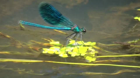 Wazka.mp4 Stock-Footage 53498906