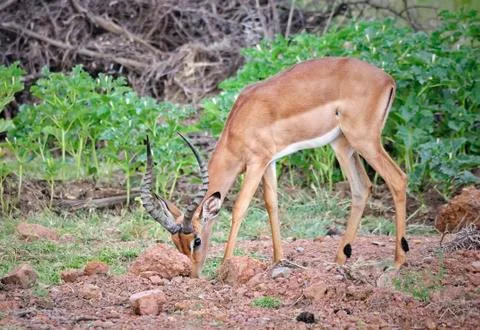 WCC 5045- Impala Stock Photos