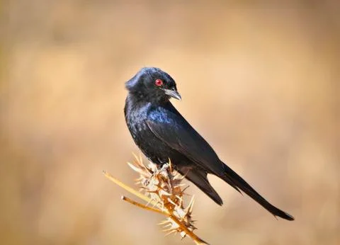 WCC 9813- Fork-tailed Drongo Stock Photos