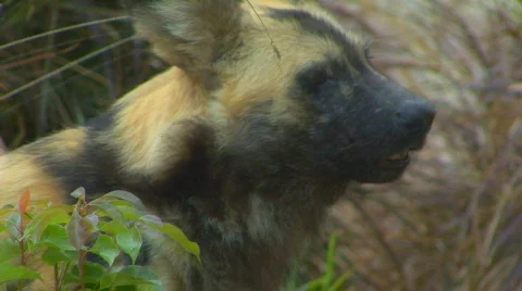 Wd 02 Stock Footage 696616