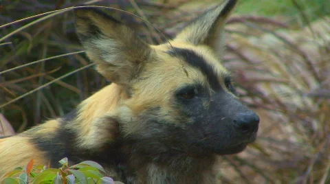 Wd 05 Stock Footage 696660