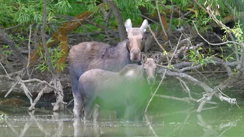 We are all ears and eyes! Stock Footage 318580629