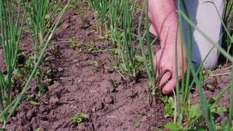 We are cleaning the infield Stock Footage 240383742