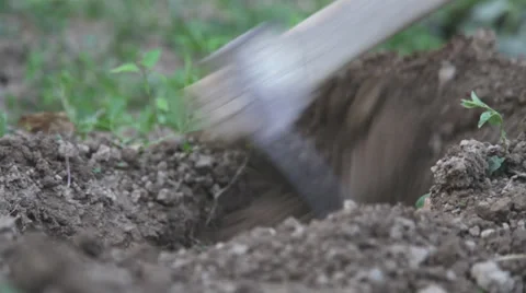 We are planting vegetables Stock Footage 34169638