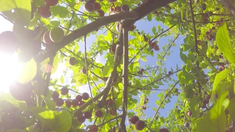 We are spinning inside a fruit tree Stock Footage 82763580