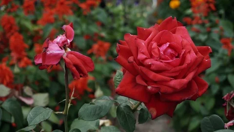 We can see two red roses. One is in full bloom and the other is fading. Stock Footage 113885482