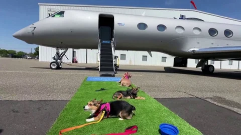 We cater everything to the dog' BARK Stock Video Pond5