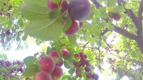 We circle inside a fruit tree covered with fruits against the sky with a sun 스톡 동영상 82763514