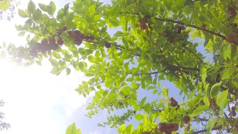 We circle inside a fruit tree covered with fruits against the sky with a sun 스톡 동영상 82763642