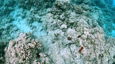 We closely follow Reef Triggerfish through coral reef, slow motion 4K Hawaii Stock Footage 98431157
