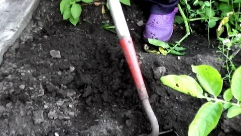 We Collect vegetable a potatoes on vegetable garden Stock Footage 113788708