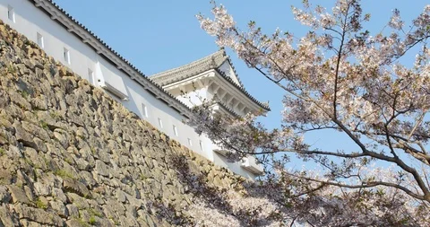 As we enter the middle of the first week of April, the cherry blossoms across Stock Footage 106641056