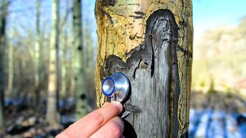 We listen to the inner voice of nature 動画素材 260339279