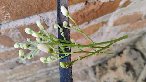 We make Drumstick flower as a vegetable and say that it looks very beautiful. Stock Photos