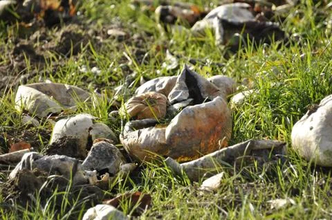 We needed the pits Stock Photos