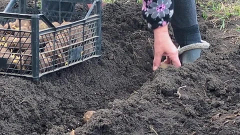 We plant potatoes Stock Footage 304033603