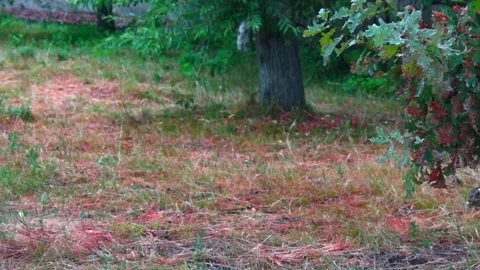 We play mongrels. Stock Footage 201948570