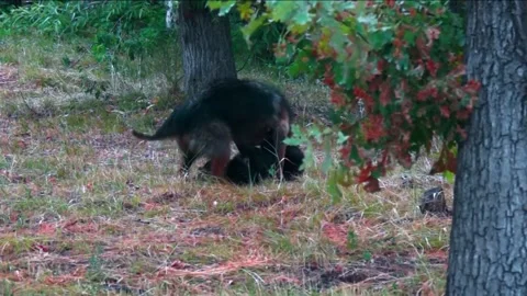 We play mongrels. Stock Footage 201948579