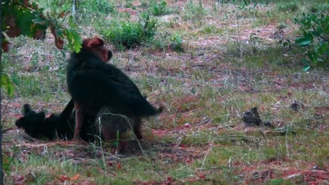 We play mongrels. Stock Footage 201948583