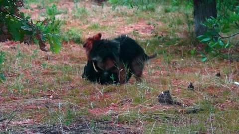 We play mongrels. Stock Footage 201948595