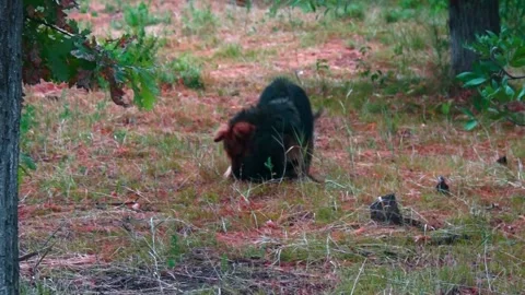 We play mongrels. Stock Footage 201948598