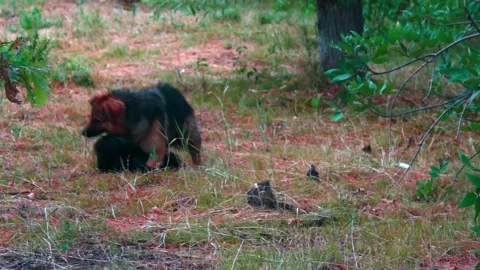 We play mongrels. Stock Footage 201948601