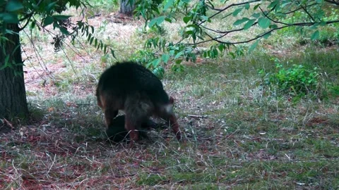 We play mongrels. Stock Footage 201948648