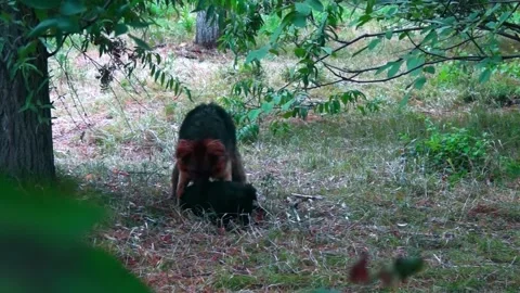 We play mongrels. Stock Footage 201948649