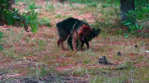 We play mongrels. Stock Footage 201948654