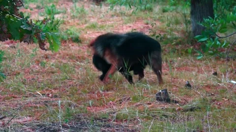 We play mongrels. Stock Footage 201948675