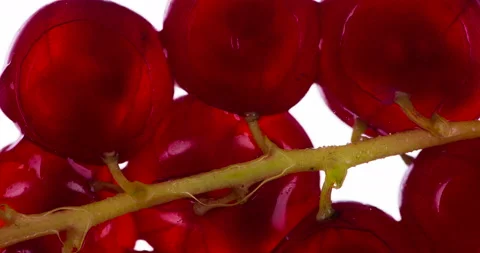 We Press on a Sprig of Currants 4K Stock Footage 96771389