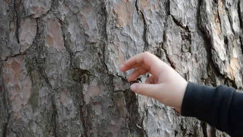 We remove the pine bark from the trunk of a tree Stock Footage 88608846