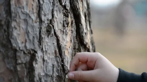 We remove the pine bark from the trunk of a tree Stock Footage 88608856