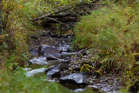 We run a small river over the stones in the forest. Stock Photos