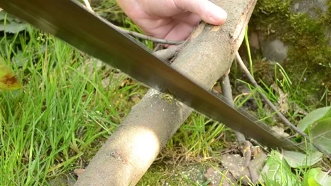 We saw,cut off the trunk,tree branch with a hacksaw by hand Stock Footage 140637009