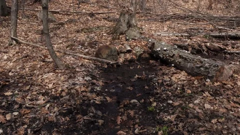 We see a spring scene in all its splendor with cut tree branches, dead leaves Stock Footage 310773399
