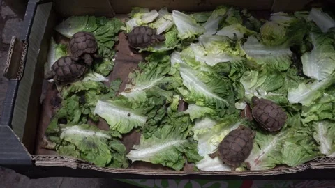 We see turtles roaming in a cardboard box with several lettuces Stock Footage 320675368