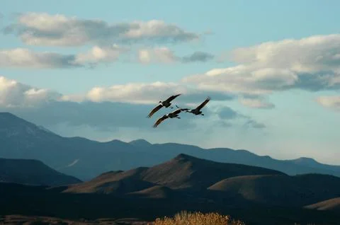 We Three Cranes Stock Photos