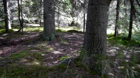 We walk through the old tree forest 84a Stock Footage 55043342