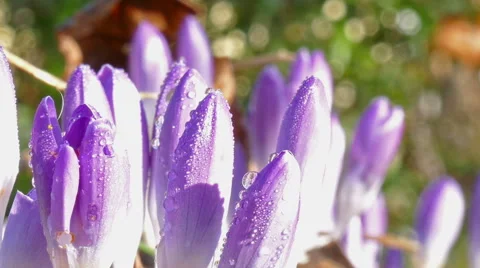 We welcome the first flowers Stockbeeldmateriaal 47580156