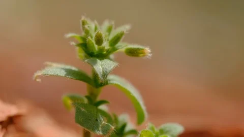Weak buds of wild grass under the sun waiting to be placed micro shot Stock Footage 108173845