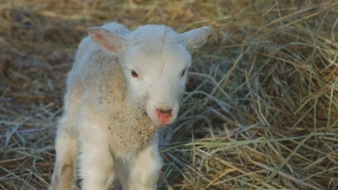 A weak newborn lamb crying and trying to go Stock Footage 74084670