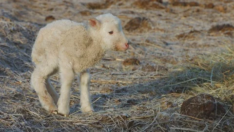 A weak newborn lamb tries to go Stock Footage 74086763