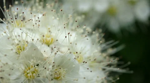 Weak swinging white flowers 스톡 동영상 5747385