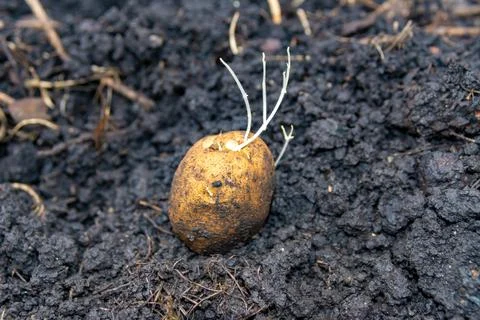 Weak thread-like sprouts of seed potatoes will give a poor harvest in autumn Stock Photos
