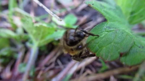 Weak tired bee tries to fly to his home Video stock 139796288