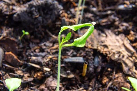 A weak tomato sprout with a seed shell on the leaves from poor watering and i Stock Photos